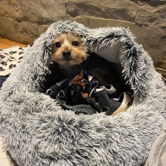 Meet your Posher, Suzanne - Picture 1 of 1